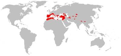 Europæisk Halepindsflagermus