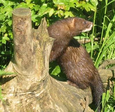 Europæisk mink