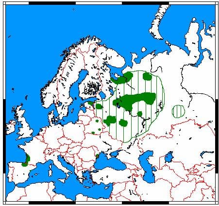 Europæisk mink — 2/3