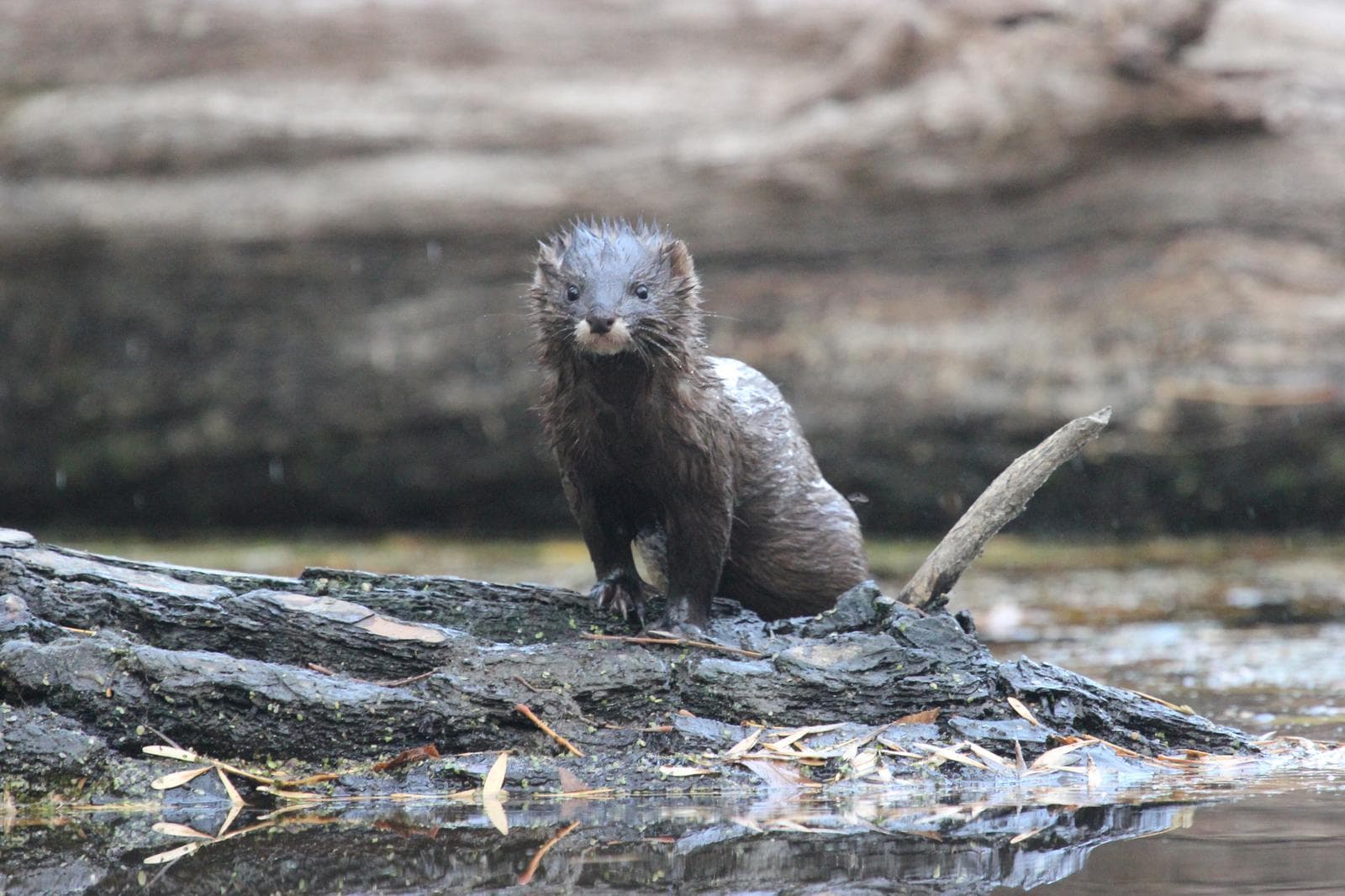 Europæisk mink — 3/3