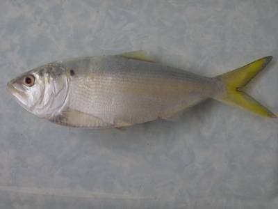 Finfjella menhaden
