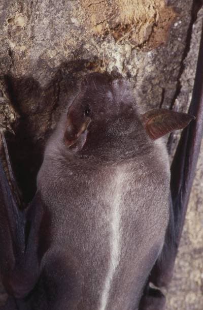 Fiskflaggermus