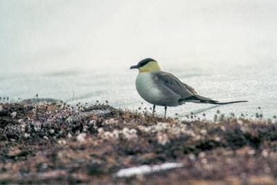 Fjelljo