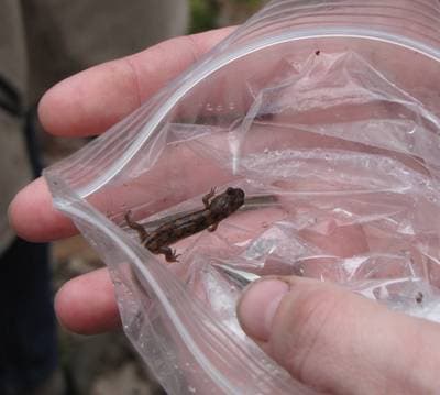 Flekkete mørk salamander