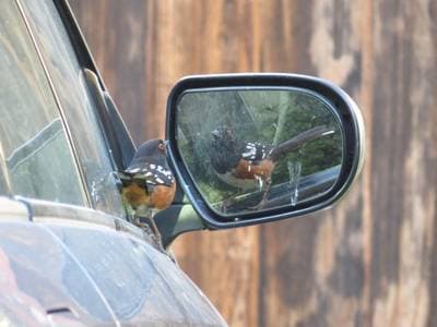 Plettet Towhee