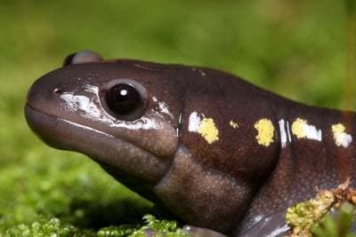Flekkete Salamander