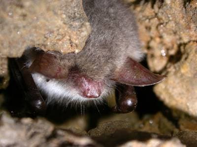 Frynseflagermus