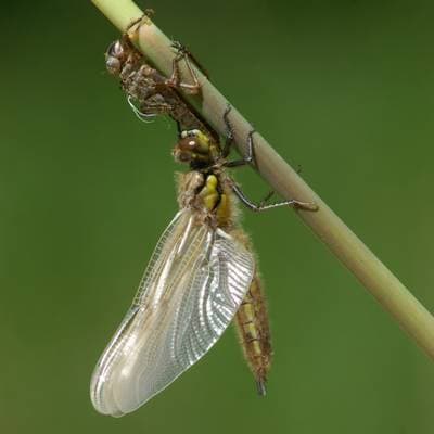 Firflekklibelle