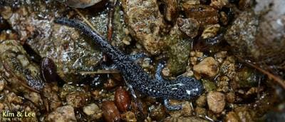 Gensan-salamander