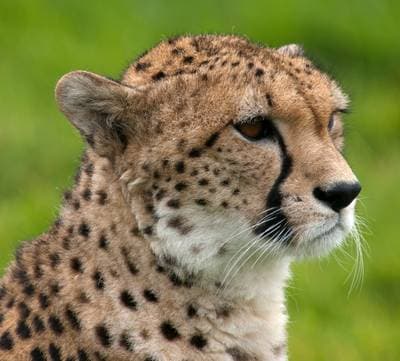 Gepard