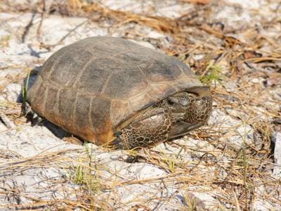 Gopherskildpadde