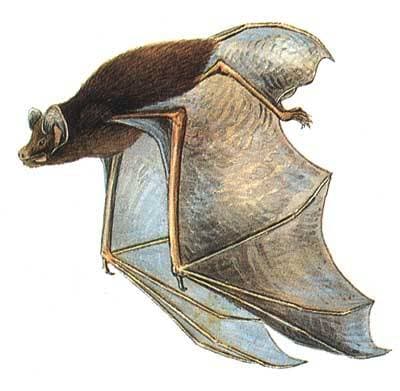 Goulds vorteflagermus