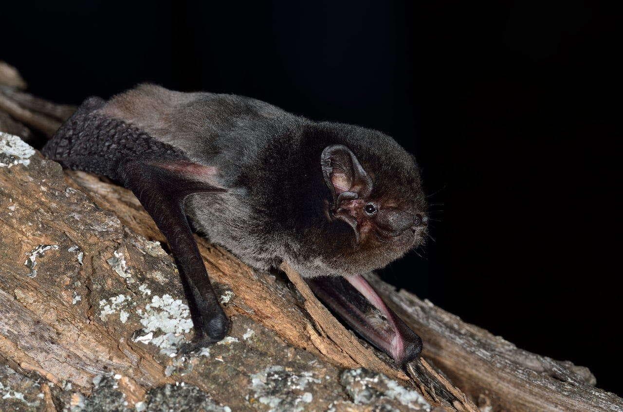 Goulds vorteflaggermus — 2/3