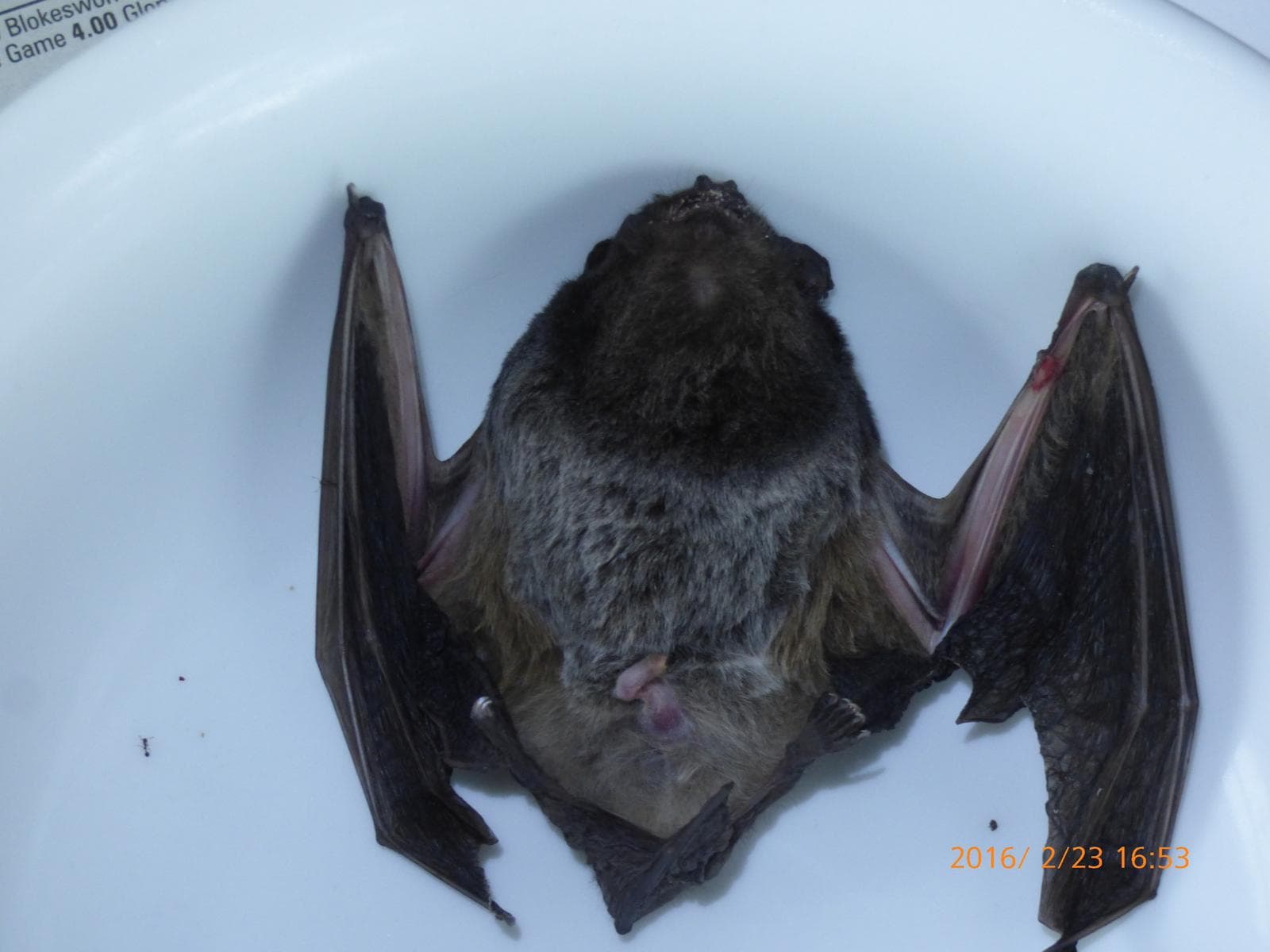 Goulds vorteflaggermus — 3/3