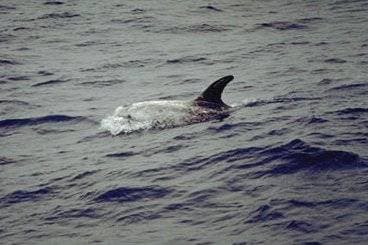 Rissos delfin