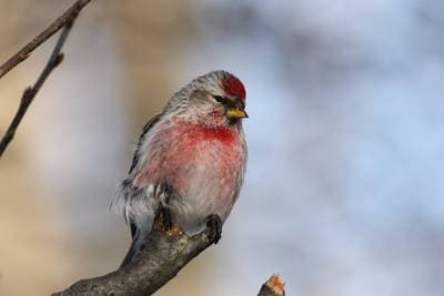 Gråsisik