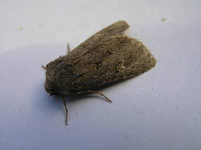 Gressrotfly