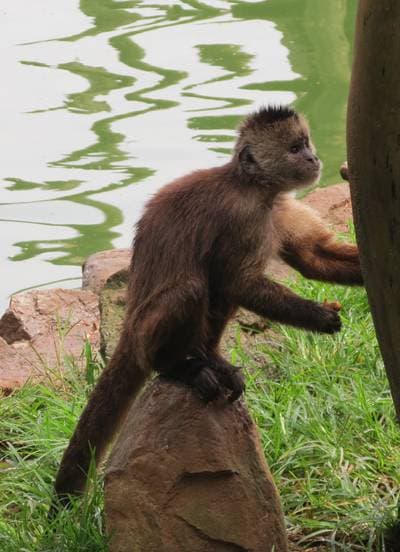 Guianakapusinape