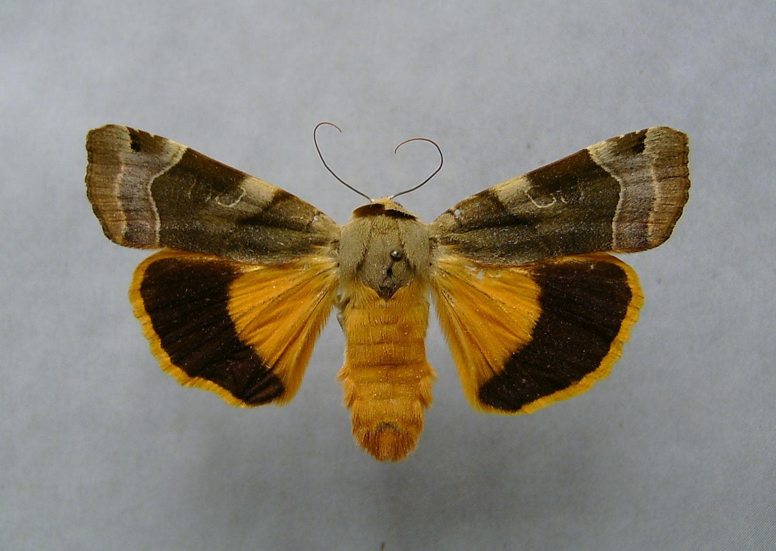 Bredbåndet gul båndfly — 2/3