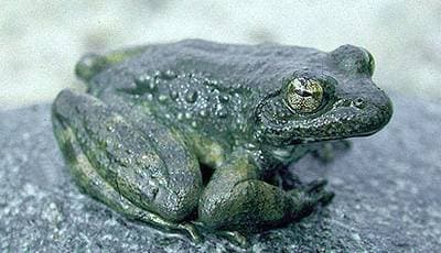 Gulbeinfrosk
