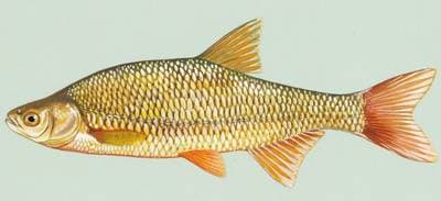 Gullskinner