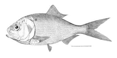 Golfmenhaden
