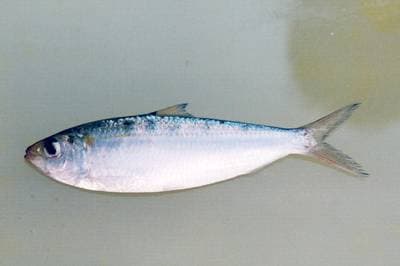 Guldstribet sardinella