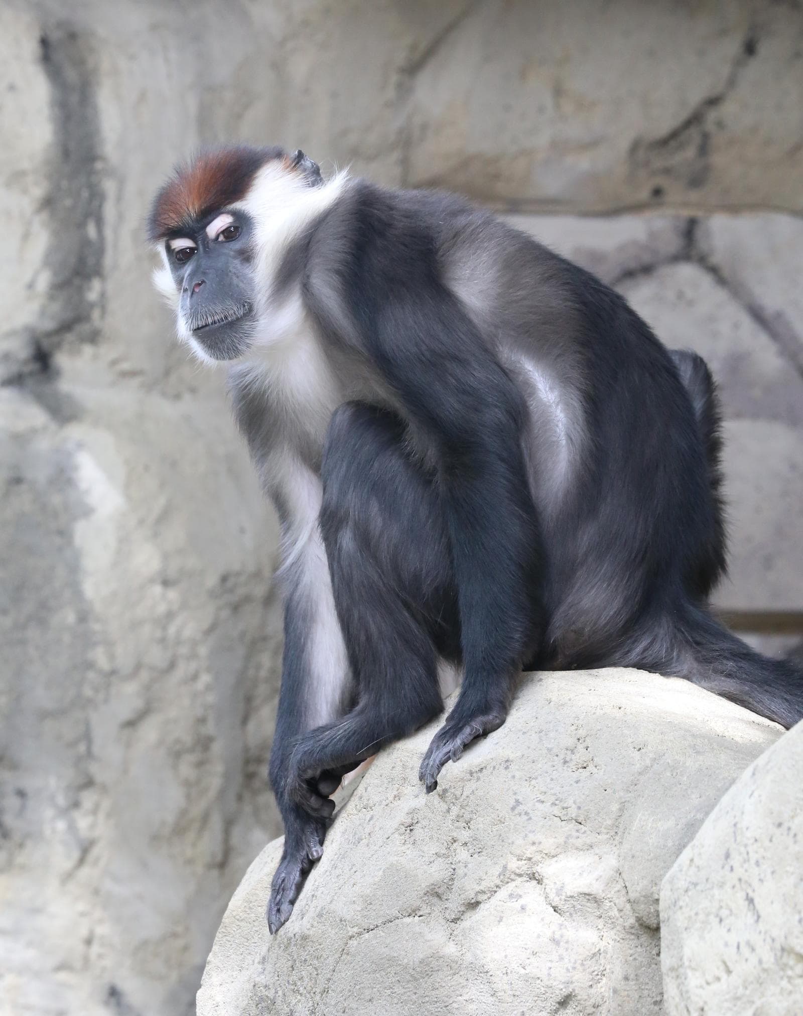 Halsbåndsmangabey — 1/3