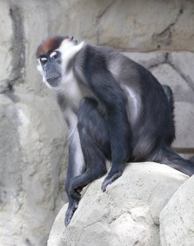 Halsbåndsmangabey