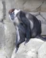 Halsbåndsmangabey