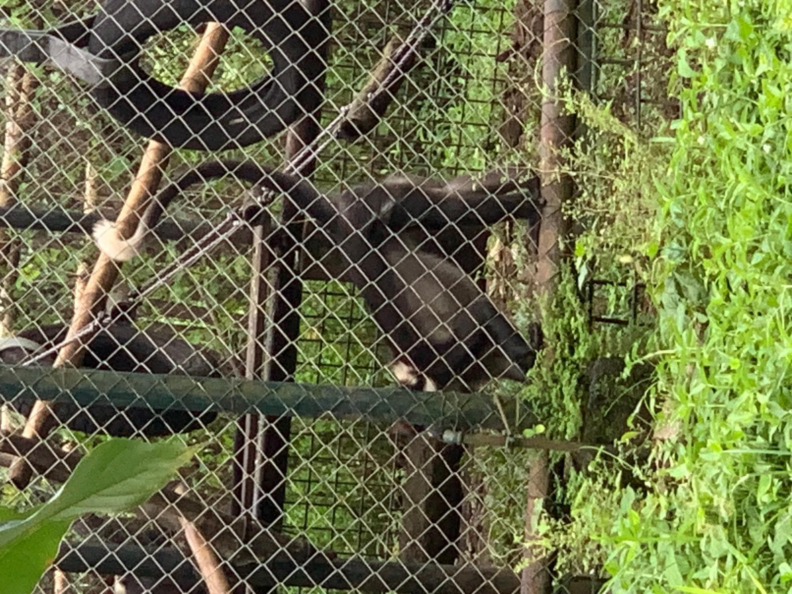 Halsbåndsmangabey — 2/3