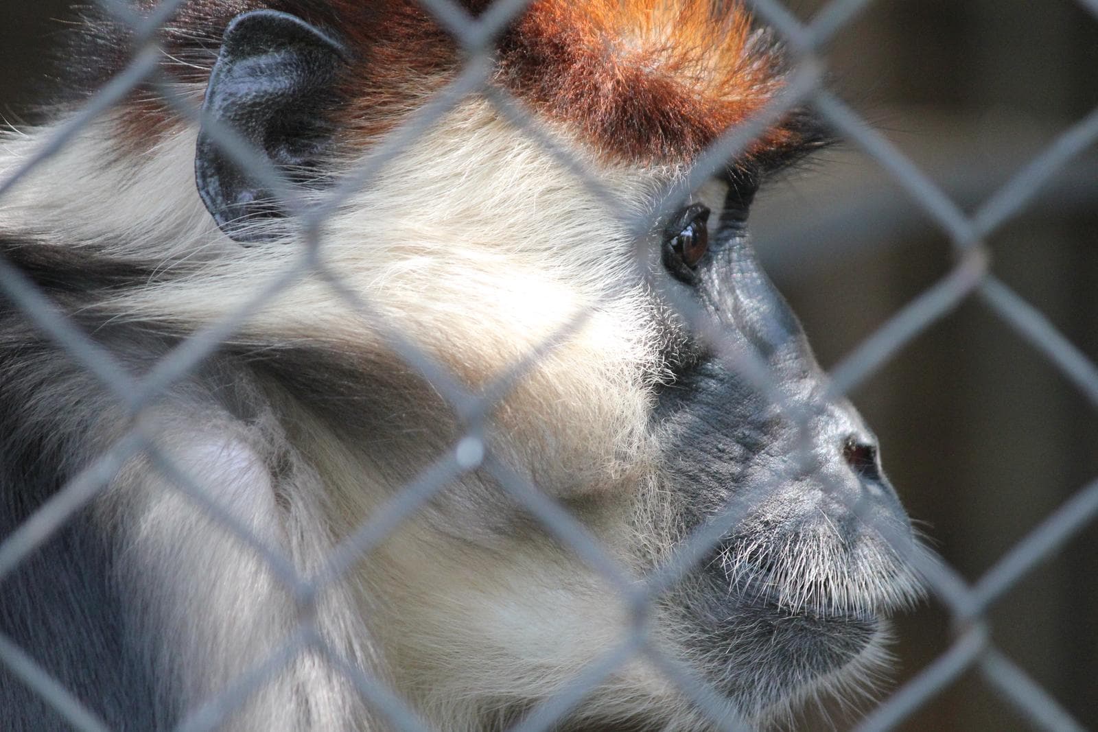 Halsbåndsmangabey — 3/3