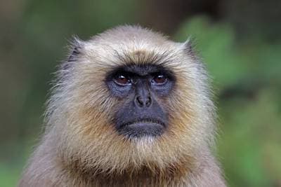 Hanuman-langur