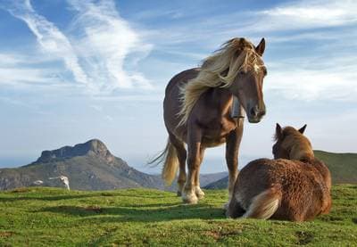 Hest
