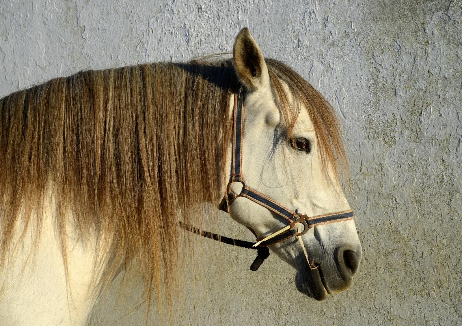 Hest — 3/3