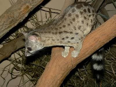 Hausa-genet