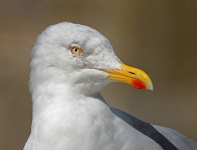 Svartbak