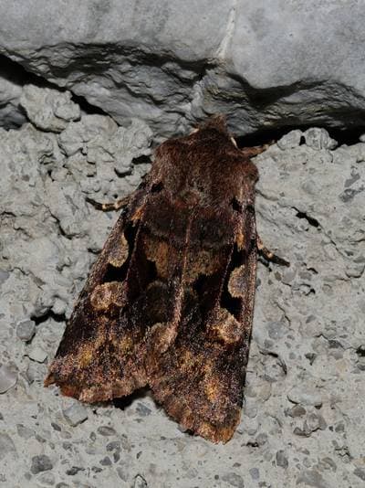 Gotisk Jordfly