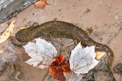 Hellbender-salamander