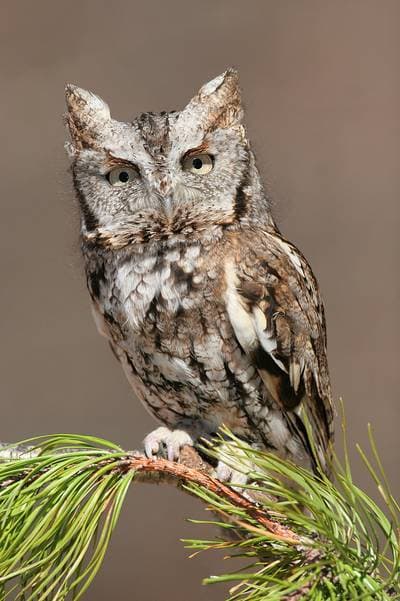 Skovhornugle