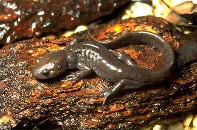 Jeffersonsalamander