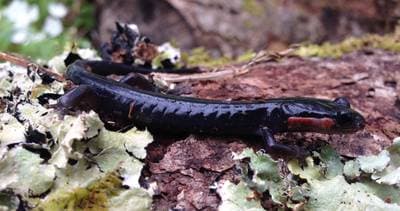 Jordans lungeløse salamander