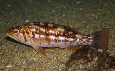 Kelp-bass