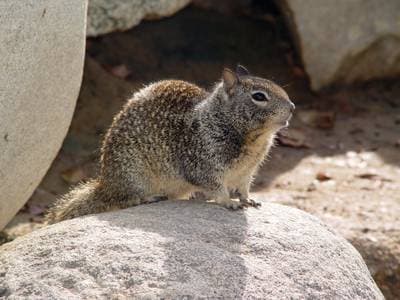 Californisk jordegern