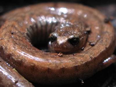 Californisk slank salamander