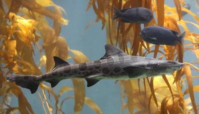 Smedfisk