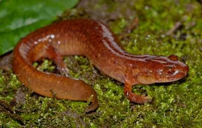 Kildesalamander