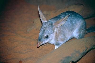 Stor bilby
