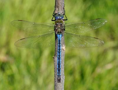 Keiserlibelle