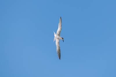 Splitterne